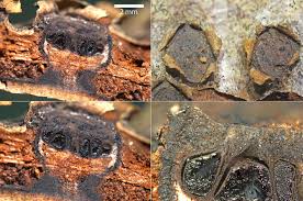 Attēlu rezultāti vaicājumam “Biscogniauxia marginata”