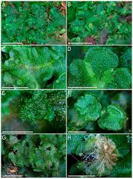 Attēlu rezultāti vaicājumam “Marchantiopsida”