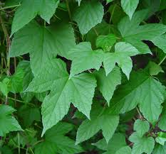 Attēlu rezultāti vaicājumam “Ampelopsis glandulosa var. brevipedunculata”