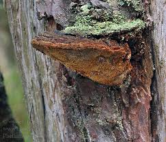 Attēlu rezultāti vaicājumam “Phellinus pini”