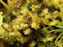 Attēlu rezultāti vaicājumam “Lophozia ascendens”