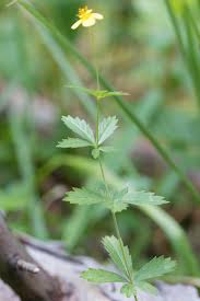 Attēlu rezultāti vaicājumam “Potentilla erecta leaf”