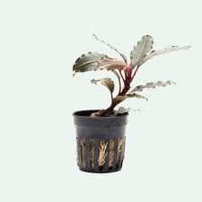 Risultati immagini per bucephalandra pinoh red stem