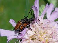 Attēlu rezultāti vaicājumam “Paracorymbia maculicornis”