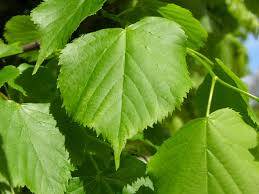 Attēlu rezultāti vaicājumam “Tilia cordata leaf”