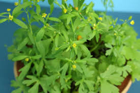 Attēlu rezultāti vaicājumam “Ranunculus sceleratus”