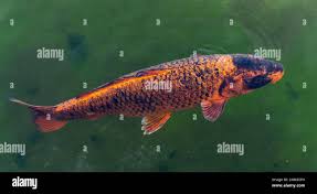 Image result for Cyprinus rubrofuscus