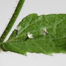 Attēlu rezultāti vaicājumam “Galinsoga quadriradiata”