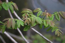 Attēlu rezultāti vaicājumam “Juglans mandshurica female flower”