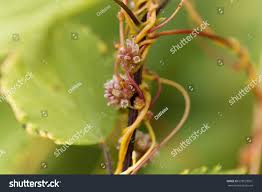 Attēlu rezultāti vaicājumam “Cuscuta europaea flower”