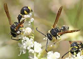 Attēlu rezultāti vaicājumam “Eumenidae”