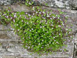 Attēlu rezultāti vaicājumam “Cymbalaria muralis flower”