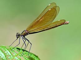 Attēlu rezultāti vaicājumam “Calopteryx virgo female”