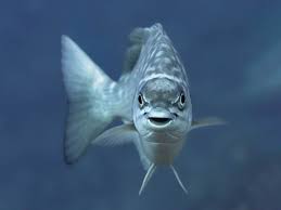 Image result for Kyphosus