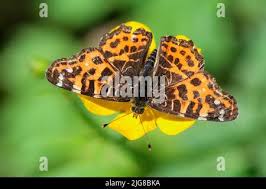 Attēlu rezultāti vaicājumam “Araschnia levana upperside”