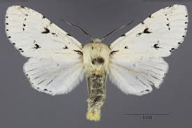 Attēlu rezultāti vaicājumam “Acronicta leporina”