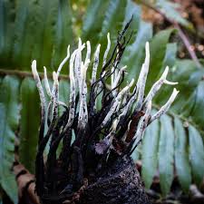 Attēlu rezultāti vaicājumam “Xylaria”