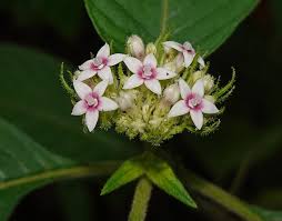 Attēlu rezultāti vaicājumam “Trichia ambigua stalked”