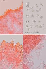 Attēlu rezultāti vaicājumam “Radulomyces confluens”