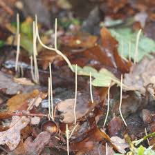 Attēlu rezultāti vaicājumam “Macrotyphula juncea”