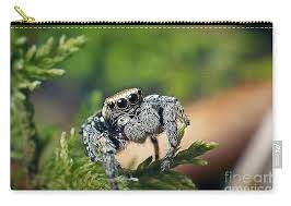 Attēlu rezultāti vaicājumam “Evarcha falcata”