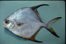 Image result for Trachinotus falcatus