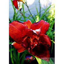 Image result for Hemerocallis `Moses Fire`
