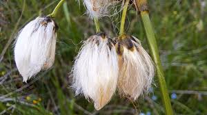 Attēlu rezultāti vaicājumam “Eriophorum latifolium flower”