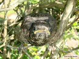 Attēlu rezultāti vaicājumam “Turdus philomelos nest”