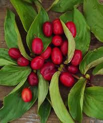 Attēlu rezultāti vaicājumam “Cornus mas fruit”