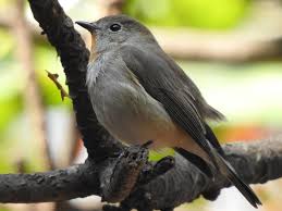 Image result for Ficedula albicilla