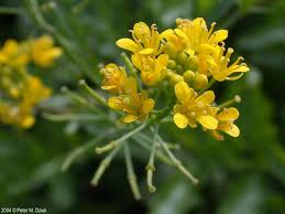 Attēlu rezultāti vaicājumam “Rorippa sylvestris leaf”