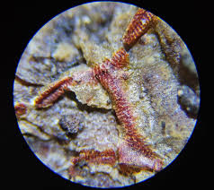 Attēlu rezultāti vaicājumam “Willkommlangea reticulata young”