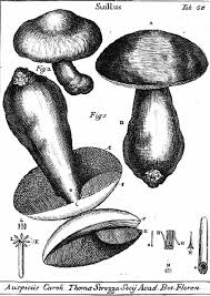 Attēlu rezultāti vaicājumam “Cribraria intricata young”