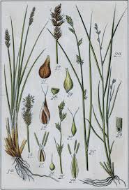 Attēlu rezultāti vaicājumam “Carex diandra”