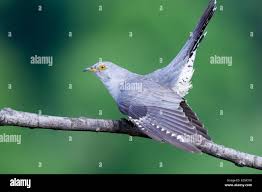 Attēlu rezultāti vaicājumam “Cuculus canorus”