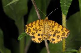 Attēlu rezultāti vaicājumam “Pseudopanthera macularia”