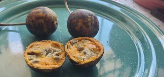 Attēlu rezultāti vaicājumam “Crepis tectorum fruit”