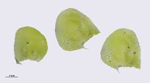 Attēlu rezultāti vaicājumam “Plagiochila asplenioides”