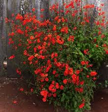 Image result for Alonsoa linearis