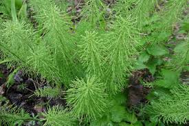 Attēlu rezultāti vaicājumam “Equisetum pratense”