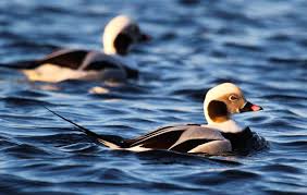 Attēlu rezultāti vaicājumam “Clangula hyemalis male”