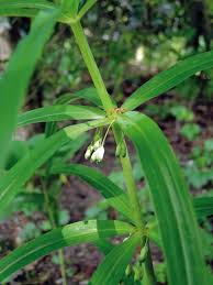 Attēlu rezultāti vaicājumam “Polygonatum verticillatum fruit”