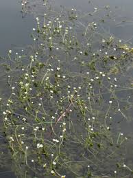 Attēlu rezultāti vaicājumam “Batrachium circinatum”