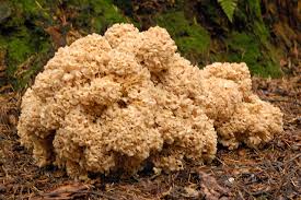 Attēlu rezultāti vaicājumam “Sparassis crispa”