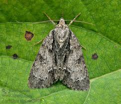 Attēlu rezultāti vaicājumam “Acronicta alni”