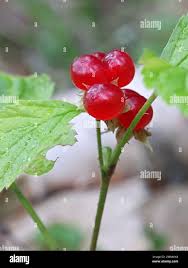 Attēlu rezultāti vaicājumam “Rubus saxatilis fruit”