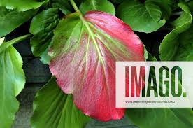 Image result for Bergenie