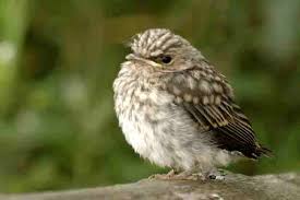 Attēlu rezultāti vaicājumam “Muscicapa striata”