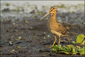 Image result for Gallinago delicata